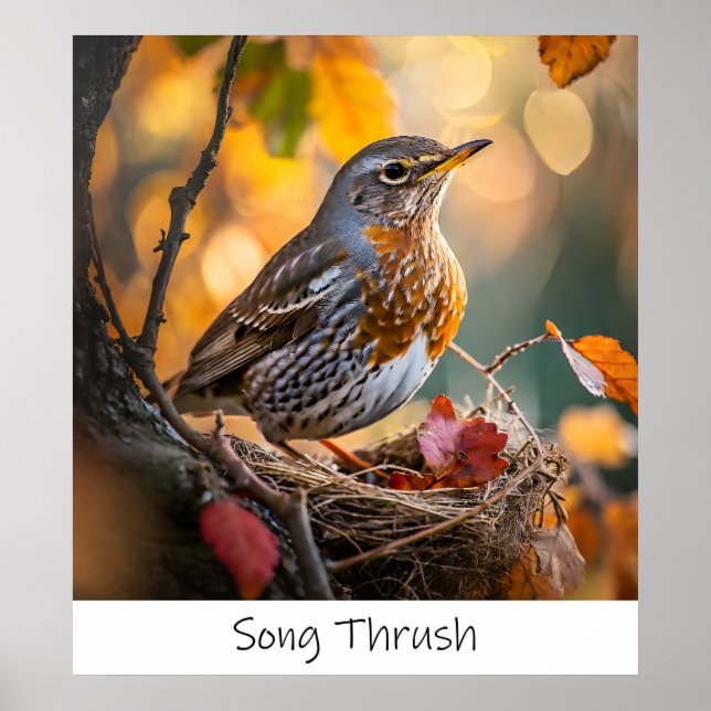 Song Thrush - Archival Bird Impressão (Frente)