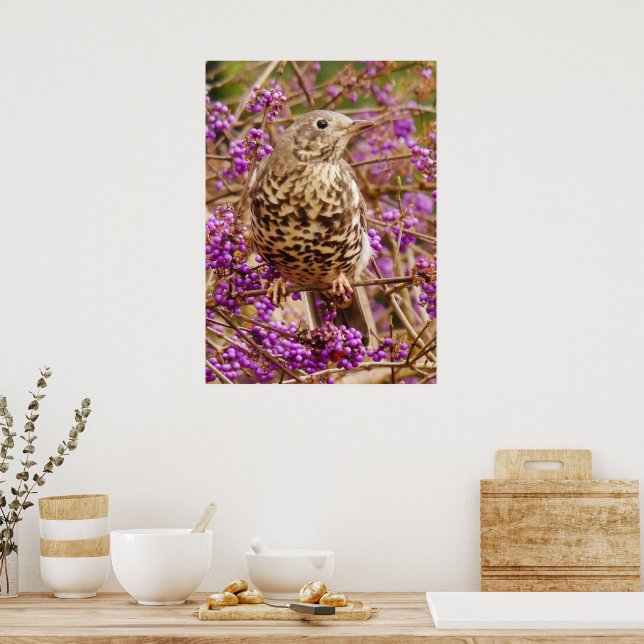 Song Thrush Poster (Cozinha)