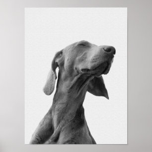 Sonhando o poster do cão