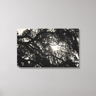 Sonhando sob a Canvas de Oak Tree