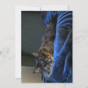 Sonho de Gato de Maine Coon Engraçado