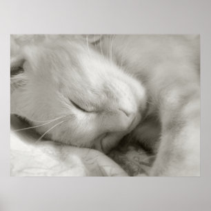 Sonhos doces - poster