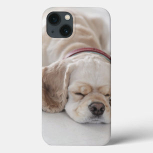 Sono do cão de cocker spaniel
