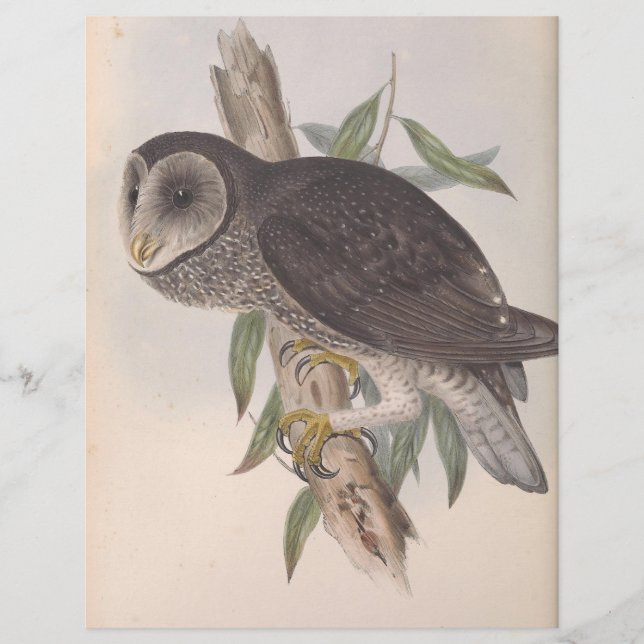 Sooty Owl (Frente)
