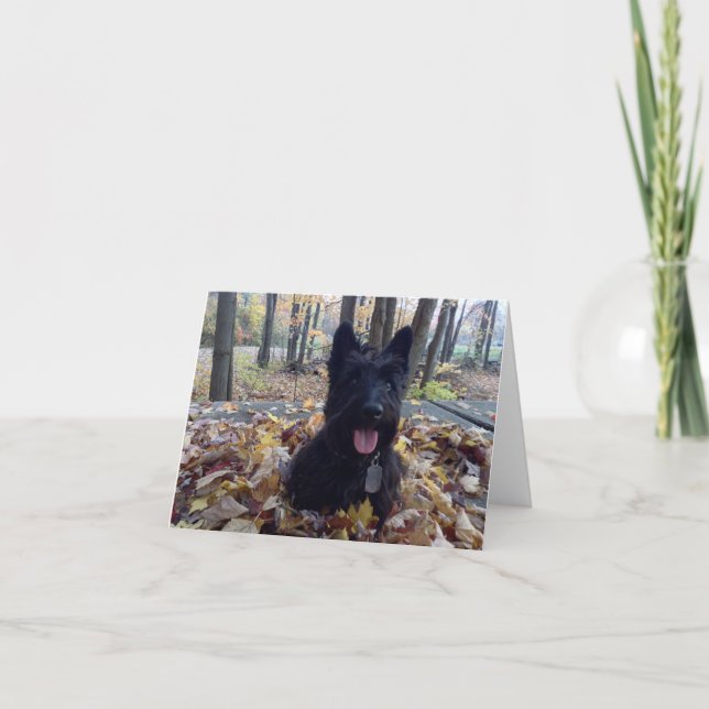 Sorria, é o Cartão de Queda (Frente)