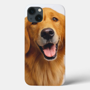 Sorriso do ouro Retriever