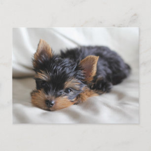 Sorte os cartões postais do Yorkie japonês