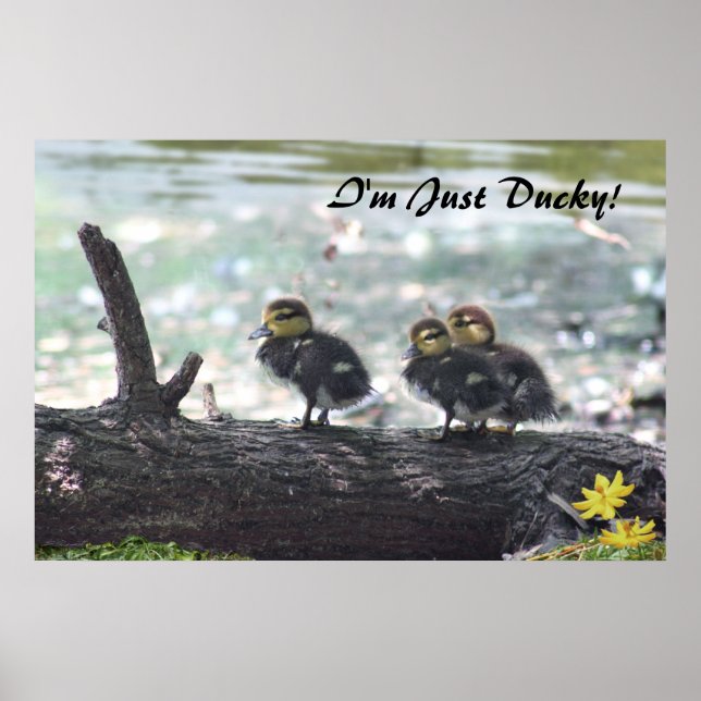 Sou só Ducky! Poster - 36x24 - outros tamanhos tam (Frente)