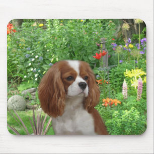 Spaniel de rei Charles descuidado Mousepad