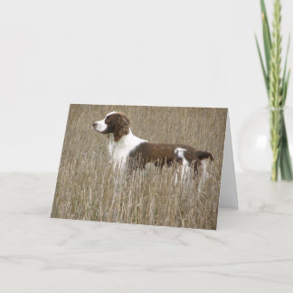Spaniel de Springer inglês - cartão