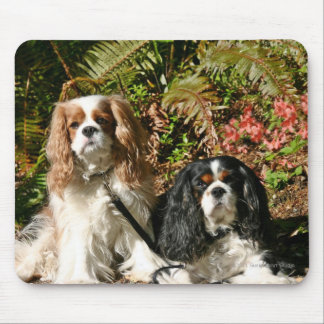 Spaniels descuidados Mousepad