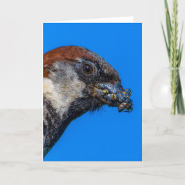 Sparrow de casa com Cartões de agradecimentos de i