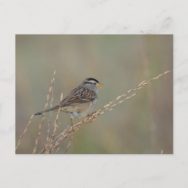 Sparrow no cartão postal Grass 2 (Frente)