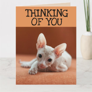 SPHYNX CAT PENSANDO EM VOCÊ GANHANDO CARTÃO