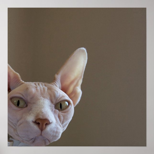 Sphynx Cat Poster (Frente)