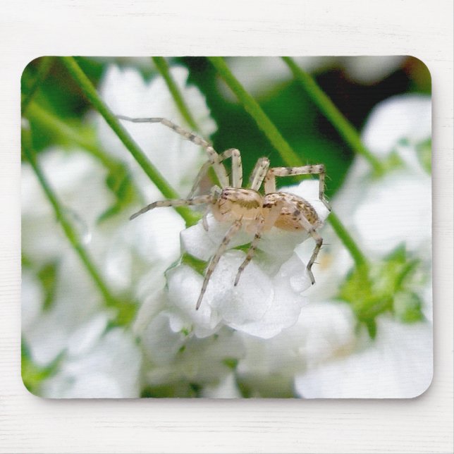 Spider Araneus Mousepad (Frente)