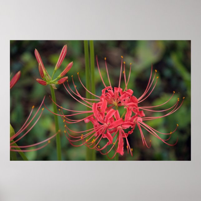Spider Lily poster (Frente)