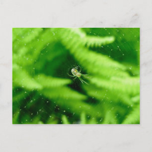Spider Orb Weaver no cartão postal Ferns