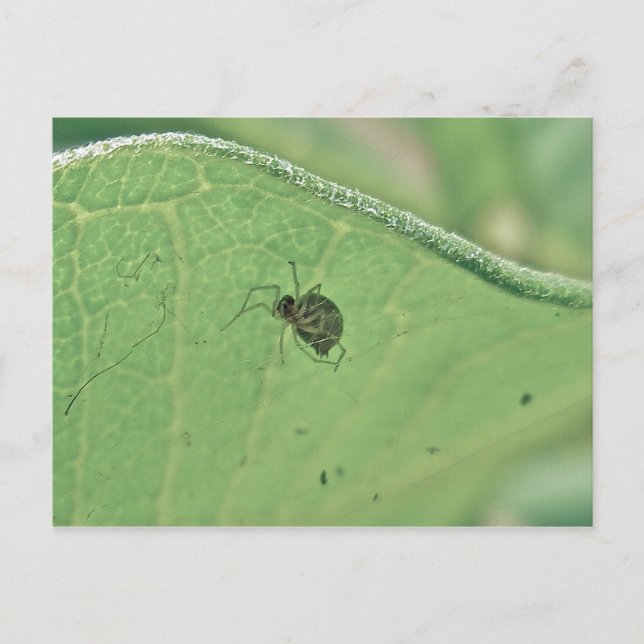 Spider Sob Cartão Postal De Folha De Milkweed (Frente)