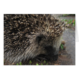 Spiky the hedgehog - Cartão