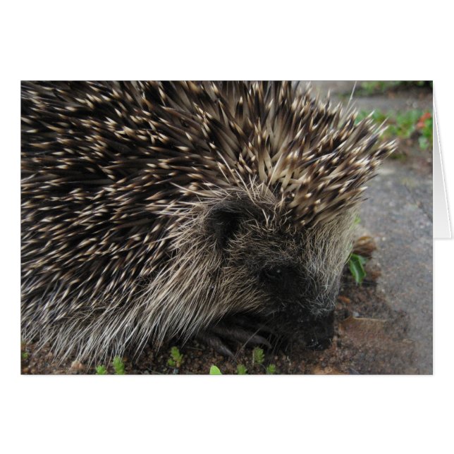 Spiky the hedgehog - Cartão (Frente Horizontal)