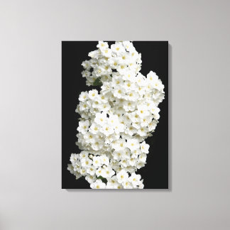 Spirea Arguta Canvas Print