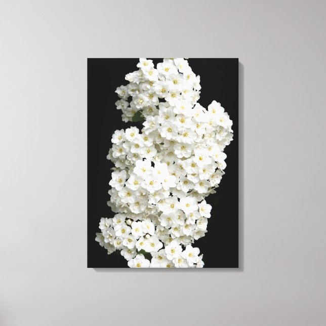 Spirea Arguta Canvas Print (Frente)