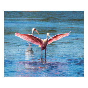 Spoonbill róseo pro foto de 48 x de 40 Kodak