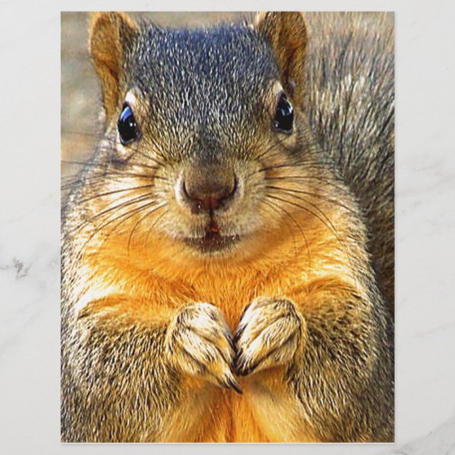 Squirrel Love (Frente)