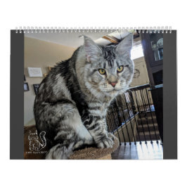 Sr. Filhote de cachorro-Meias Calendário