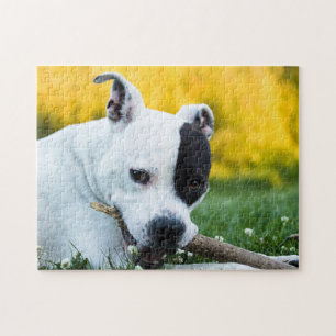 Staffordshire Bull Terrier Dog Quebra-cabeça
