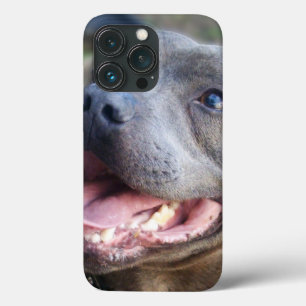 Staffordshire Bull Terrier feliz,  