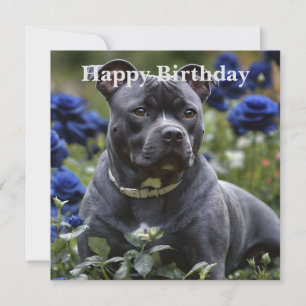 Staffordshire Bull Terrier In Blue Rosa Garden