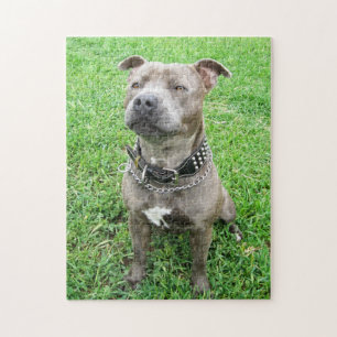 Staffy À Atenção, Jigsen Quebra-cabeça
