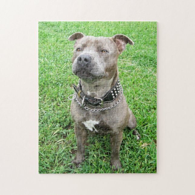 Staffy À Atenção, Jigsen Quebra-cabeça (Vertical)