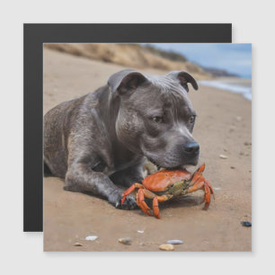 Staffy É Amigo de um Caranguejo de Praia,