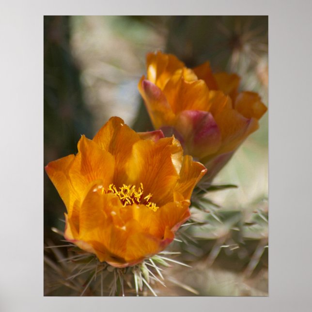 Staghorn Cholla Cactus Blossoms Poster (Frente)