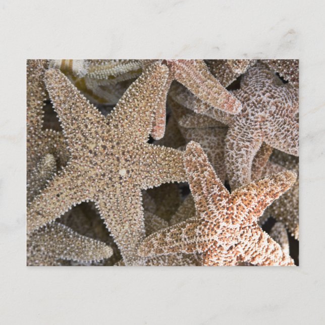 Starfish ao redor do cartão postal (Frente)