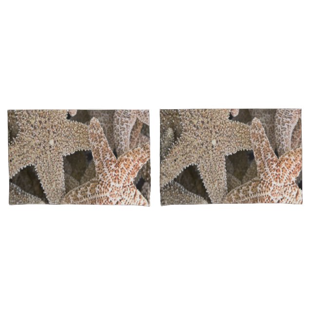 Starfish por todo o mundo (Frente - conjunto)