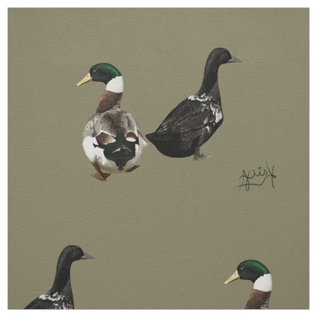 Stargazer drake e seu tecido de Dama (Modelo)