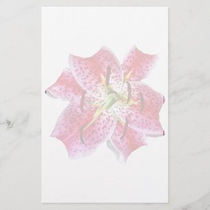 Stargazer Lily Closeup