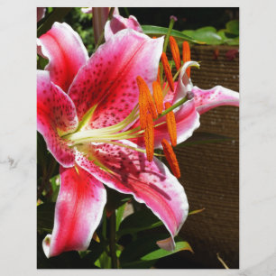 Stargazer Lily Fotografia