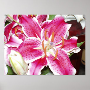Stargazer Lily Impressão