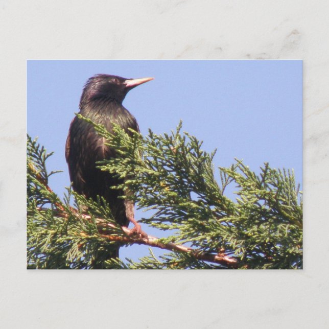 Starling em um cartão postal da árvore Spruce (Frente)
