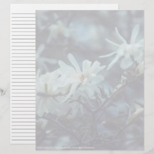 Starry Magnolia 3172