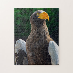 Stellar Sea Eagle quebra-cabeça