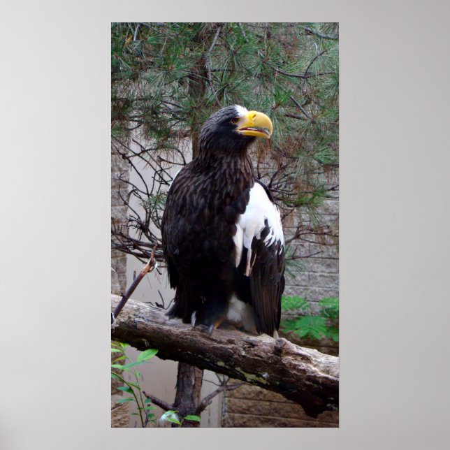 Steller Eagle Poster (Frente)