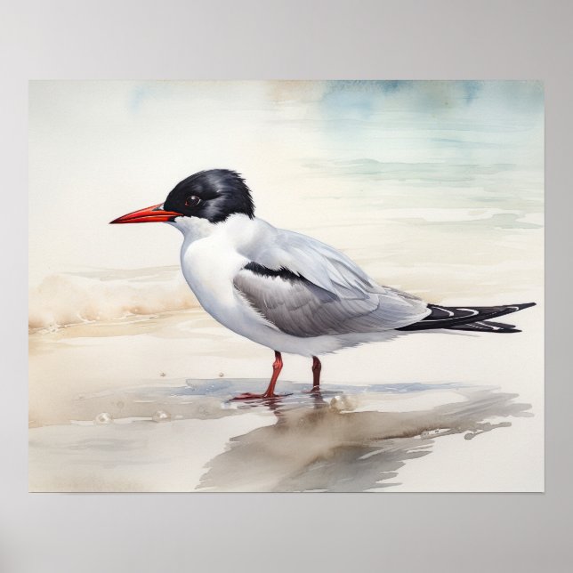 Sternidae Bird Art Impressão (Frente)