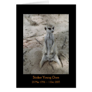 Stinker - cartão das legendas