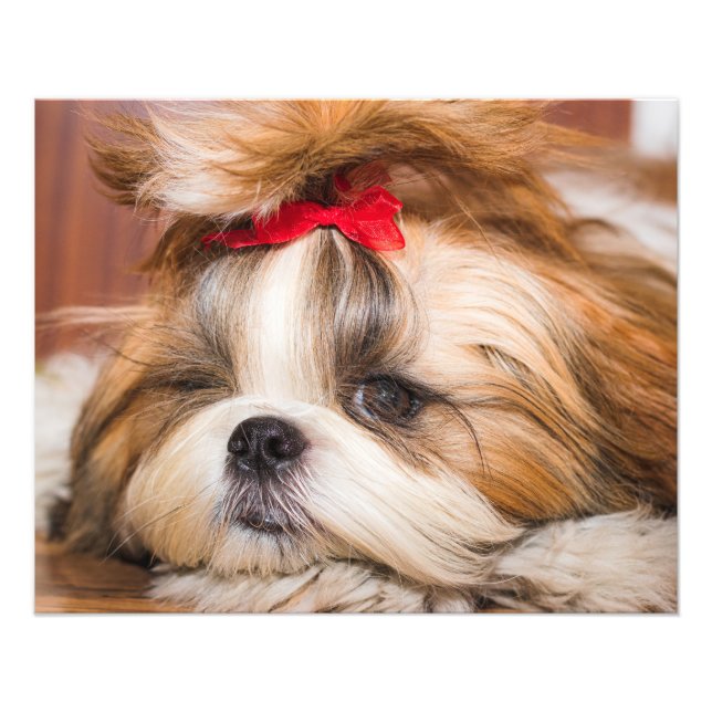 Sua foto personalizada do cachorro de estimação (Frente)